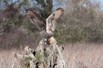 Eurasian Eagle Owl (Bubo bubo) landing ona tree stump