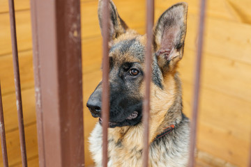 German shepherd in the aviary behind bars