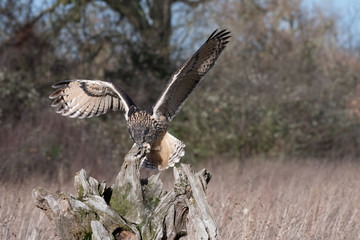 Eurasian Eagle Owl (Bubo bubo) landing ona tree stump