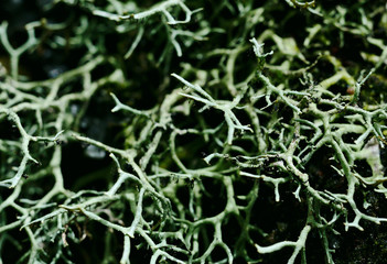 macro photography of the hay plant texture in the middle of the forest