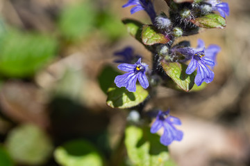 Bugle Flowers in Bloom in Springtime