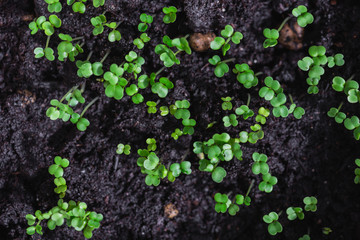 Closeup of arugula sprouts fresh out of the soil, top view