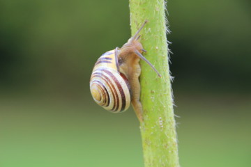 Schnecke