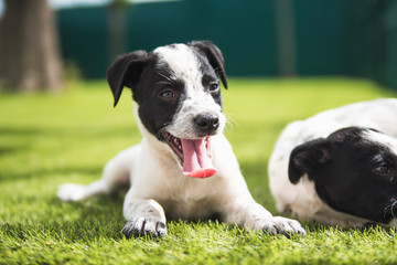 Black and white puppy resting in the grass