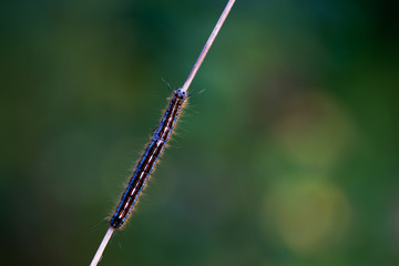 livrée des arbres (Malacosoma neustria)