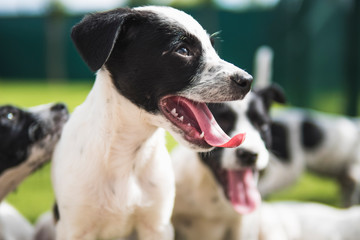 Group of black and white puppies with the tongue out