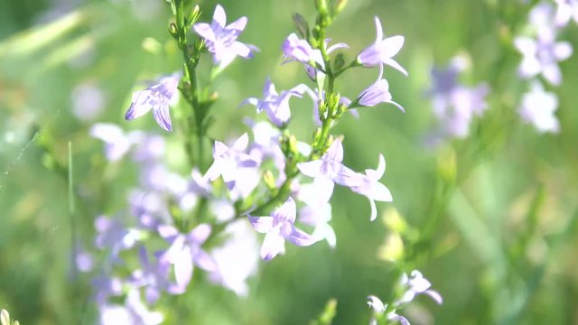 video footage of campanula bononiensis