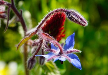 Wunderschöne rote Blüten einer Blume in Nahaufnahme