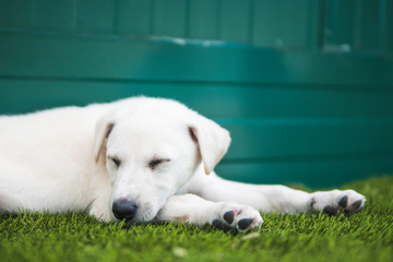 White labrador puppy asleep in the grass