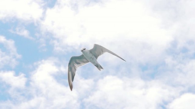 Seagull Bird Flying Over The Sky / Slow motion shooting with high speed camera.