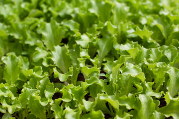 organic fresh lettuce grown in a greenhouse