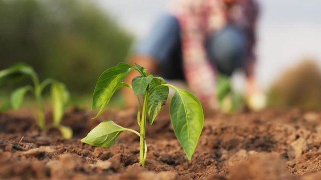 Extreme close-up of young green seedling of pepper in a field, in the background a woman plants seedlings, soft focus