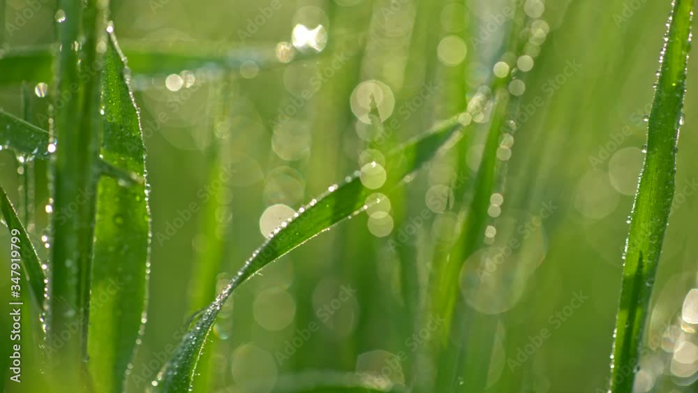 Poster travelling the macro world of green flora. ultra zoomed in blades of grass covered with crystal clea