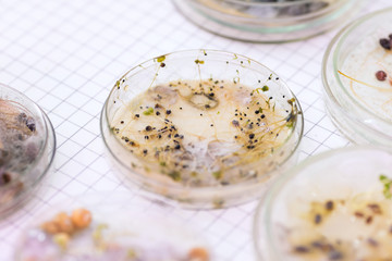 Petri dishes with diseases of cultural plants - mold, root rot