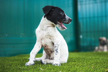 Black and white puppy seated paying attention