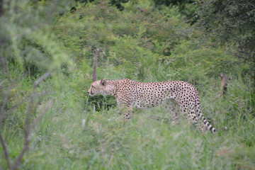 Cheetah - Kruger National Park - South Africa