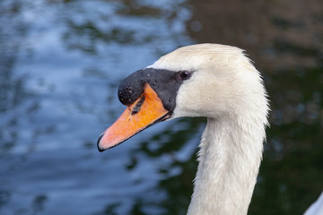 mute swan