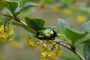 Goldglänzender Rosenkäfer, Cetonia aurata, auf Berberitze