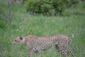 Cheetah - Kruger National Park - South Africa