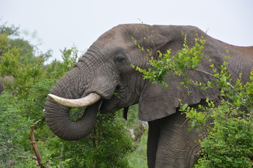 Kruger National Park - South Africa