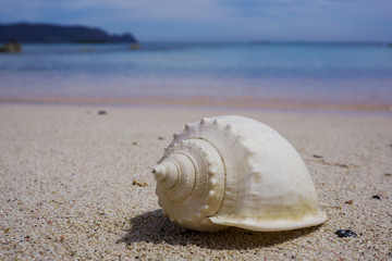 Close up of beautiful white seashell on white sandy beach against bright blue sea.