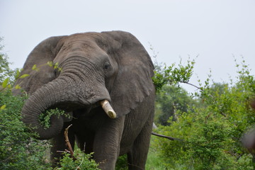 Kruger National Park - South Africa