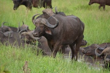 Kruger National Park - South Africa