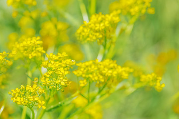Yellow flowers on a summer meadow