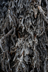 close up of a dry plant texture 