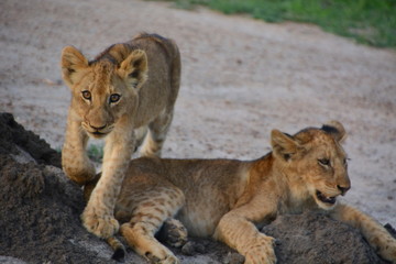 Naklejka na ściany i meble Baby Lion - Kruger National Park - South Africa