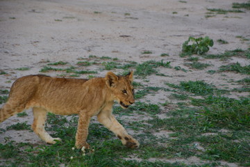 Fototapeta na wymiar Kruger National Park - South Africa