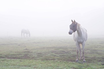 A white horse standing in the mist with another horse in the distance.  The horse is wearing a fly mask and is standing in a green field.