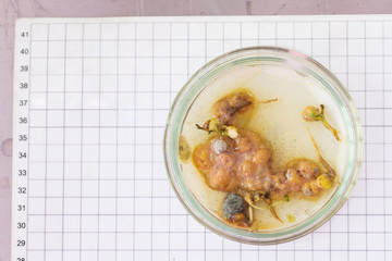 Petri dishe with disease of cultural plants - mold, root rot