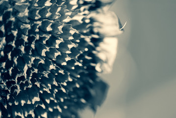 Dried sunflower blossom heads after seed harvesting