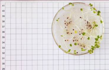 Petri dishe with disease of cultural plants - mold, root rot
