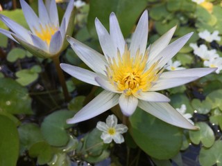 Violet lotus flower in pot