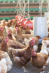 free-range organic chicken farm