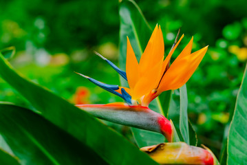 Obraz premium Strelitzia Reginae. Beautiful Bird of Paradise flower on the background of green leaves in soft focus. Tropical flower on Tenerife, Canary Islands, Spain.