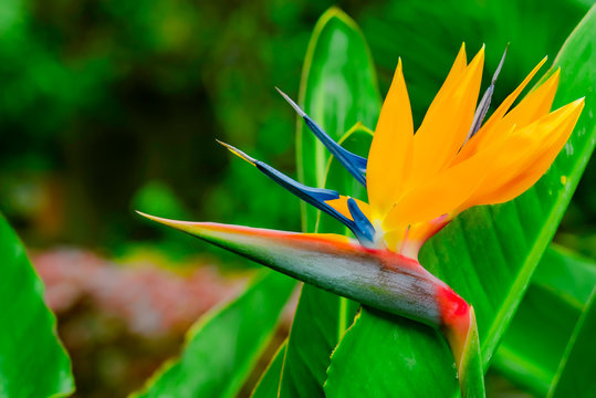 Strelitzia Reginae. Beautiful Bird of Paradise flower on the background of green leaves in soft focus. Tropical flower on Tenerife, Canary Islands, Spain.