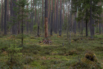 The trunk of a pine tree in the forest.