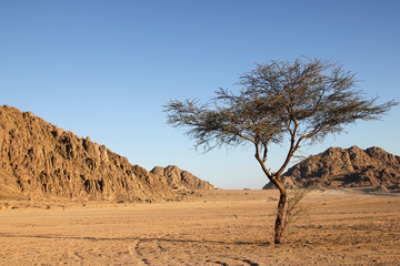 View of Egyptian desert with tree