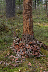 The trunk of a pine tree in the forest.