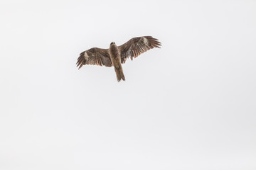 Falcon flies i the sky over steppes of Mongolia. Altai