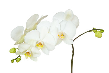 Fototapeta na wymiar Orchid branch isolated