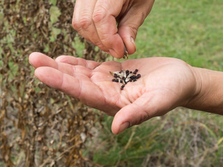 selection seeds in farmer hands