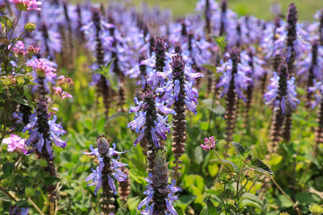 Obraz premium Purple flowers in a magical bloom.