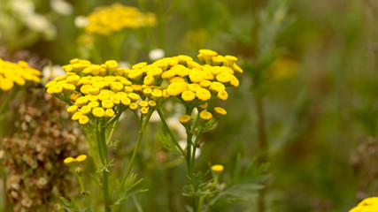 Tansy medicinal plant