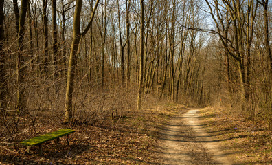 autumn in the forest