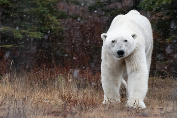 Male polar bear (Ursus maritimus) in tundra near Churchill, Manitoba