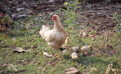 Chicken with Its Chick Searching for Food on Ground